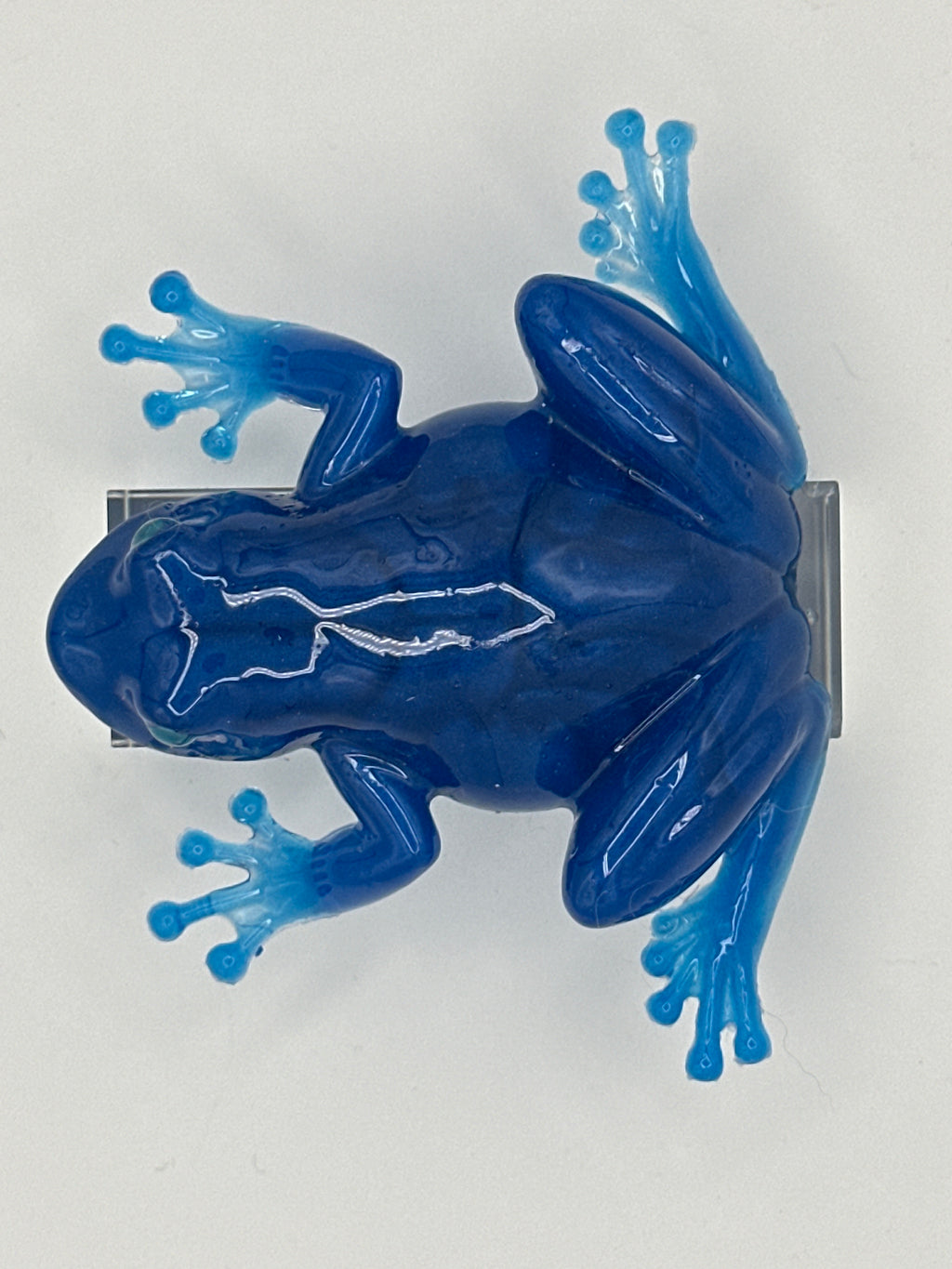 Fancy frog/blue Mica/painted eyes/item 380